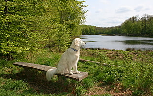 adult yellow Labrador Retriever siting on brown wooden bench near body of water at daytime