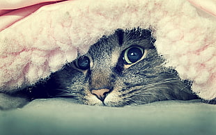photo of brown Tabby cat laying on cushion cover with blanket