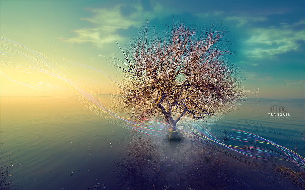 leafless tree, trees, nature, landscape HD wallpaper
