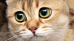 Cat,  Face,  Close-up,  Eyes HD wallpaper