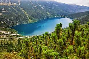 green pine trees, photography, nature, landscape, lake HD wallpaper