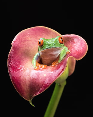 green frog on pink Calla lily flower, red-eyed tree frog