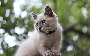 adult Siamese cat
