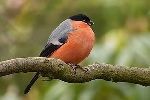 black, grey, and orange bird perched on branch