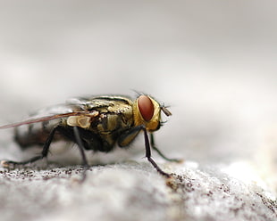close-up photo of brown and black fly