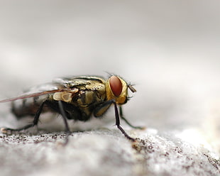 close-up photo of brown and black fly HD wallpaper