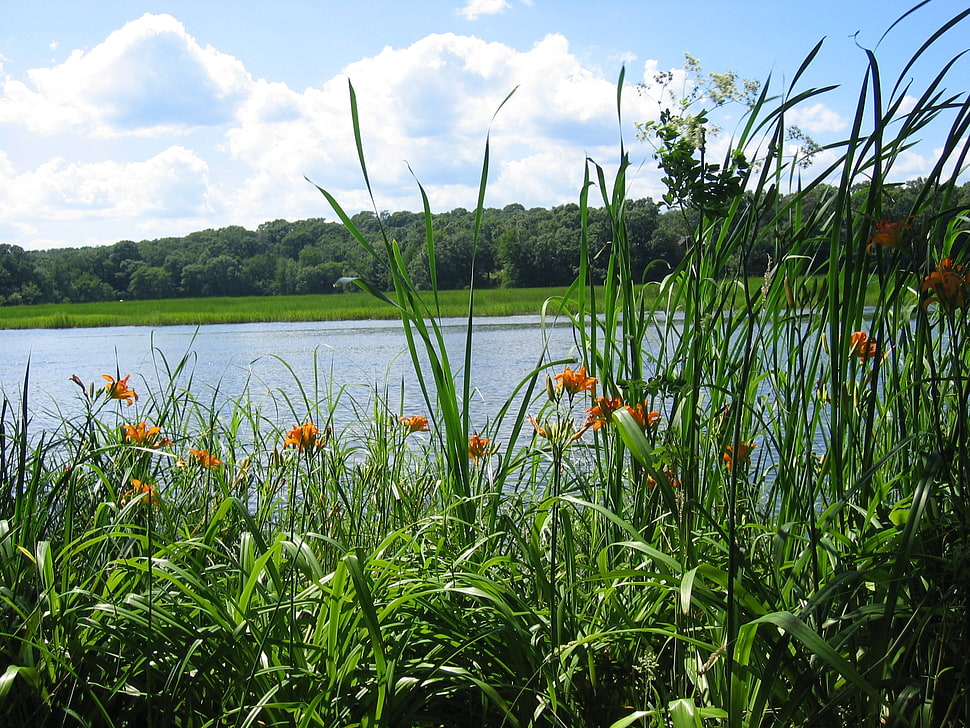 green grass with orange petaled flowers HD wallpaper