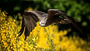 closeup photography of brown falcon