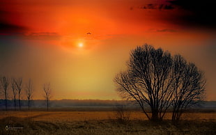 orange sunset, Sun, sun rays, sunset, trees
