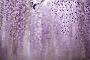 bokeh shot of purple flowers