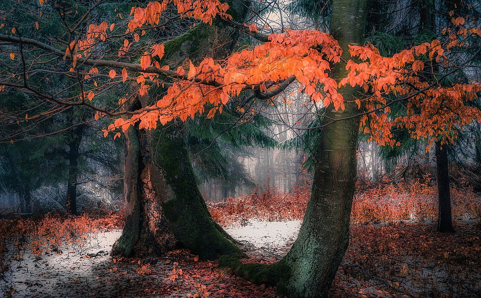 orange leaf trees painting, trees, winter, snow, landscape HD wallpaper