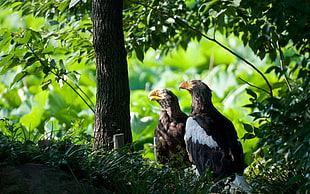 two birds looking at tree trunk