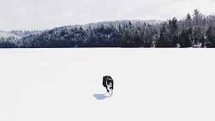 adult large-size long-coated black and white dog, photography, dog, snow, forest