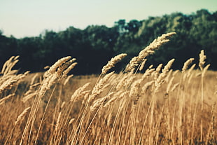 wheat field, field HD wallpaper
