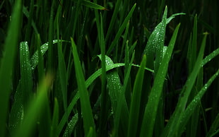green elongated plants HD wallpaper