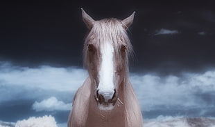 brown and white horse under cloudy sky