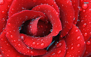 drop-in water on Rose petal flower