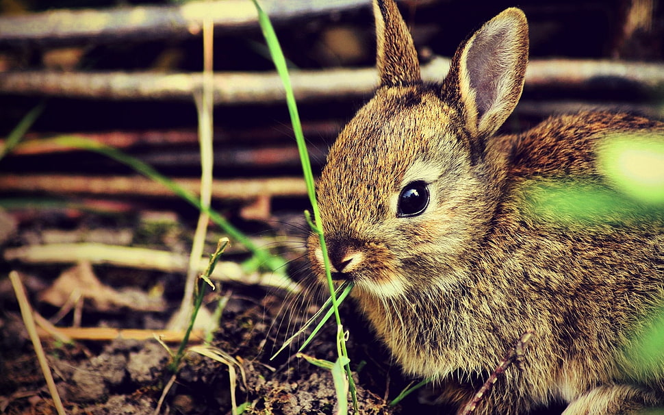 brown rabbit HD wallpaper