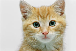 shallow focus photography of orange tabby kitten
