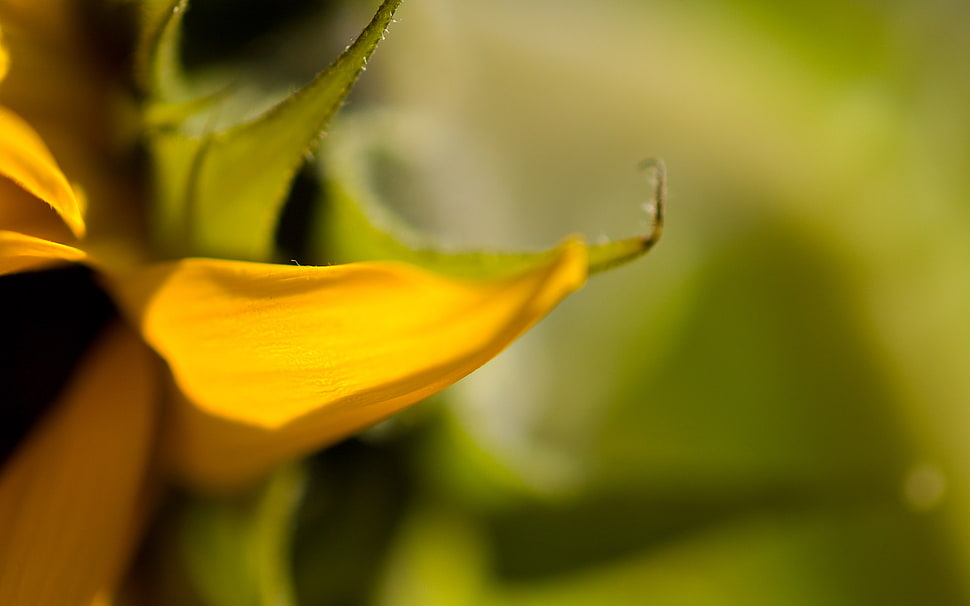 photography of yellow flower petal HD wallpaper