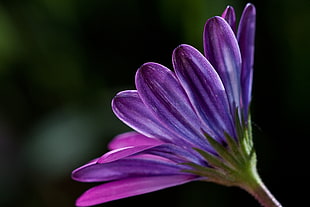 selective focus photography of purple Osteospermum flower, plant