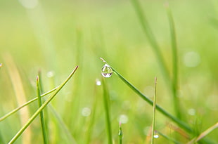 shallow focus of water droplet in plant HD wallpaper