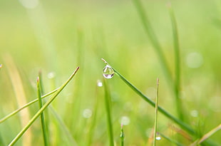 shallow focus of water droplet in plant