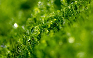 water drop on green leaf in macro shot