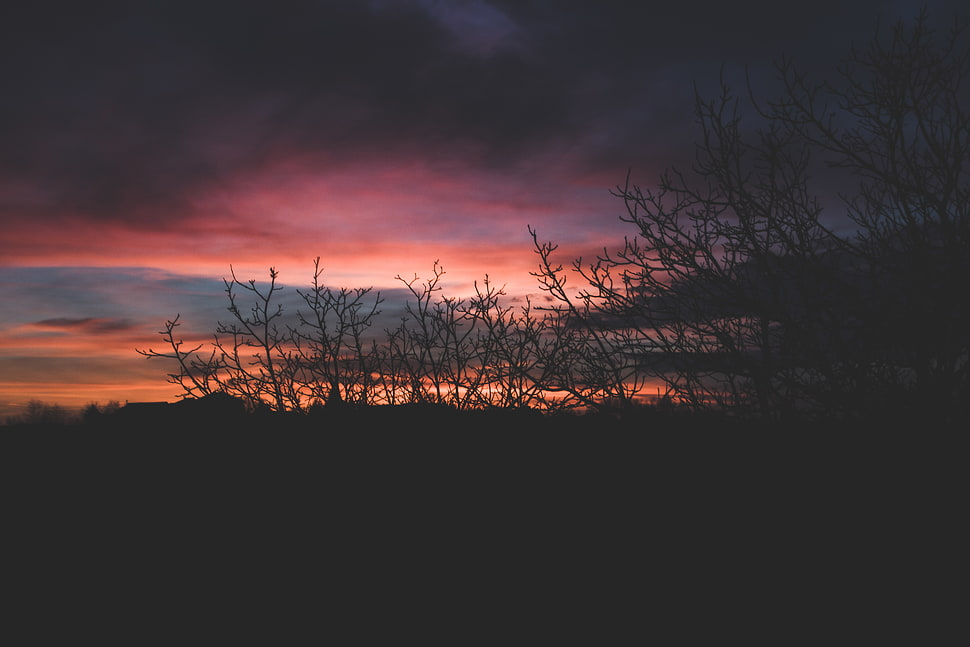 sunset in front of seashore, trees, sunset, clouds, Sun HD wallpaper