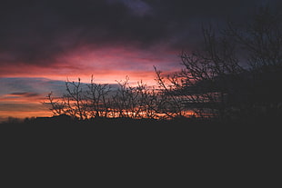 sunset in front of seashore, trees, sunset, clouds, Sun