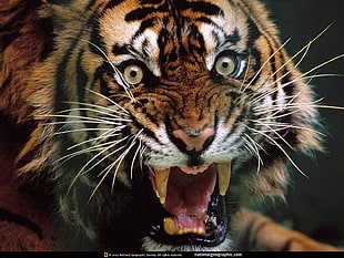 orange and white tiger, animals, tiger HD wallpaper