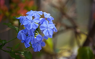 purple and white petaled flower, flowers, nature, blue flowers, macro