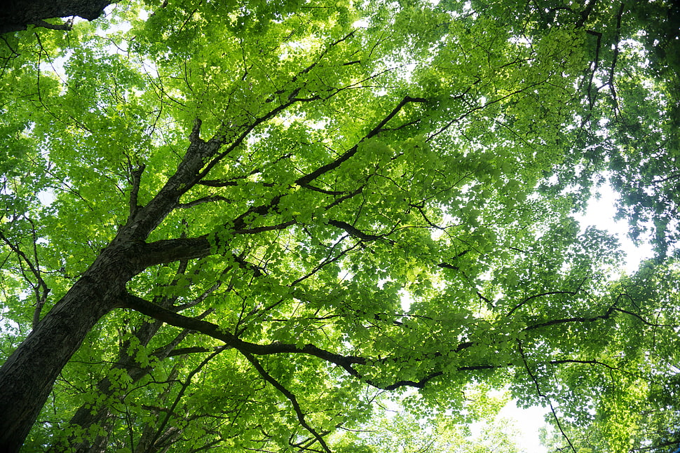 green leafed tree, nature, trees, maple leaves HD wallpaper
