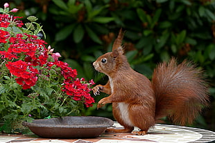 brown squirrel near flowers on focus photto