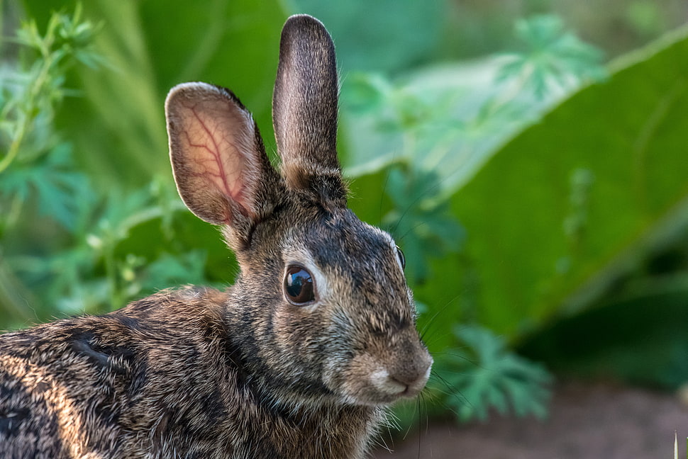 gray and brown rabbit with green leaf plant at the back HD wallpaper