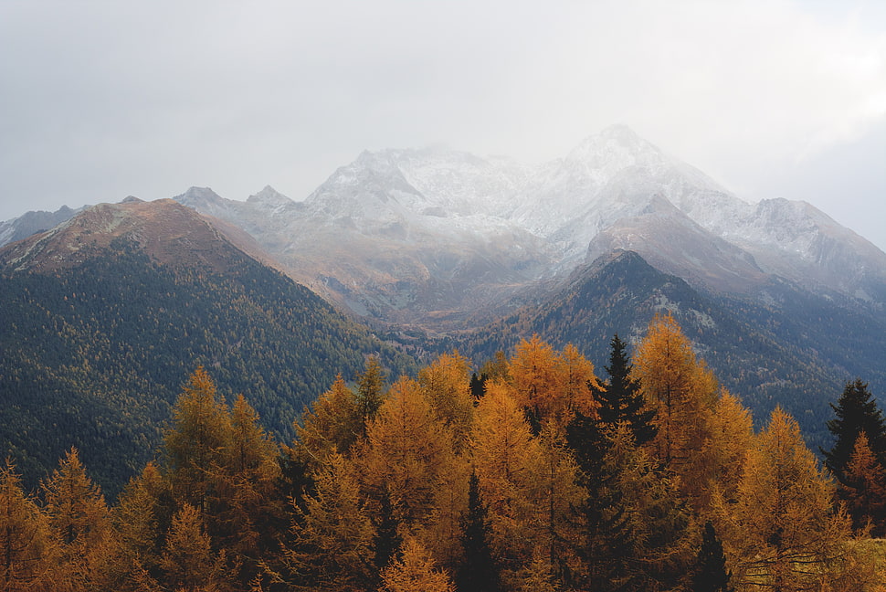 brown leafed tree, nature, trees HD wallpaper