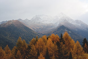 brown leafed tree, nature, trees