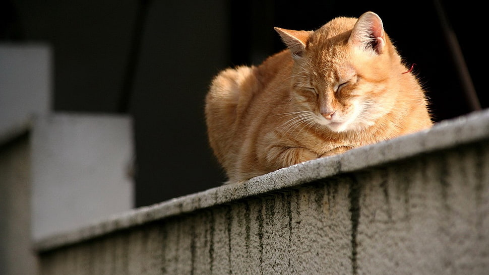 still life photo of orange tabby cat on gray concrete surface HD wallpaper