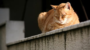 still life photo of orange tabby cat on gray concrete surface