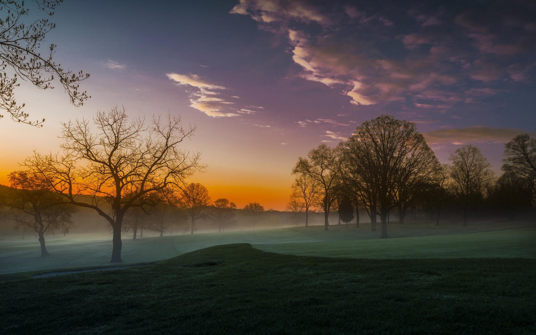 bare trees, nature, landscape, mist, trees