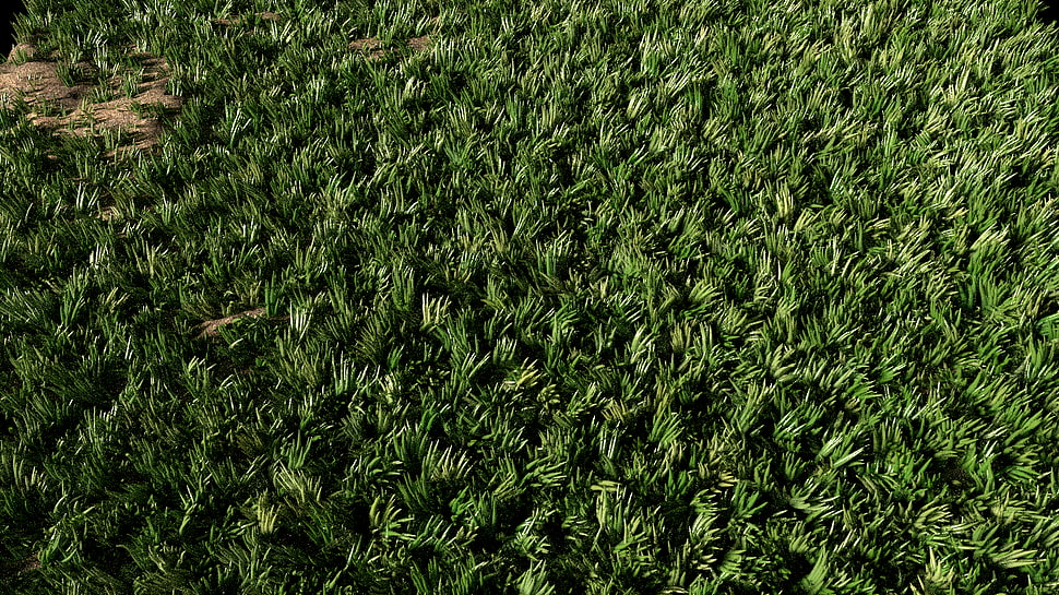 green grass HD wallpaper