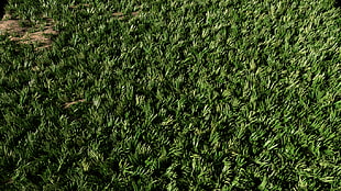green grass HD wallpaper