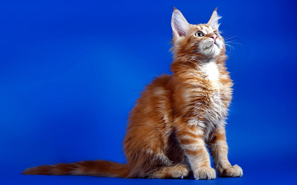short-fur orange cat HD wallpaper