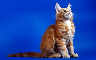 short-fur orange cat