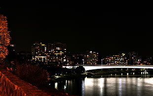 brown leafed tree, cityscape