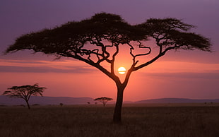 silhouette of tree, sunset, Africa, nature, landscape