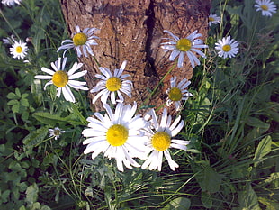 white daisy flower landscape photography HD wallpaper