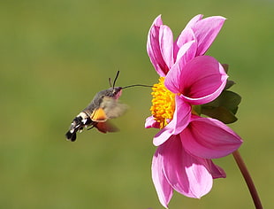 hummingbird hovering in front of pink petaled flower