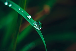 photo of water dew on grass
