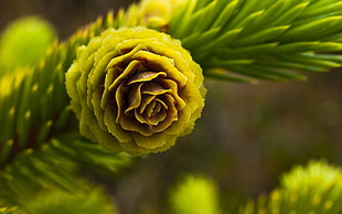 closeup photo of green shrub flower